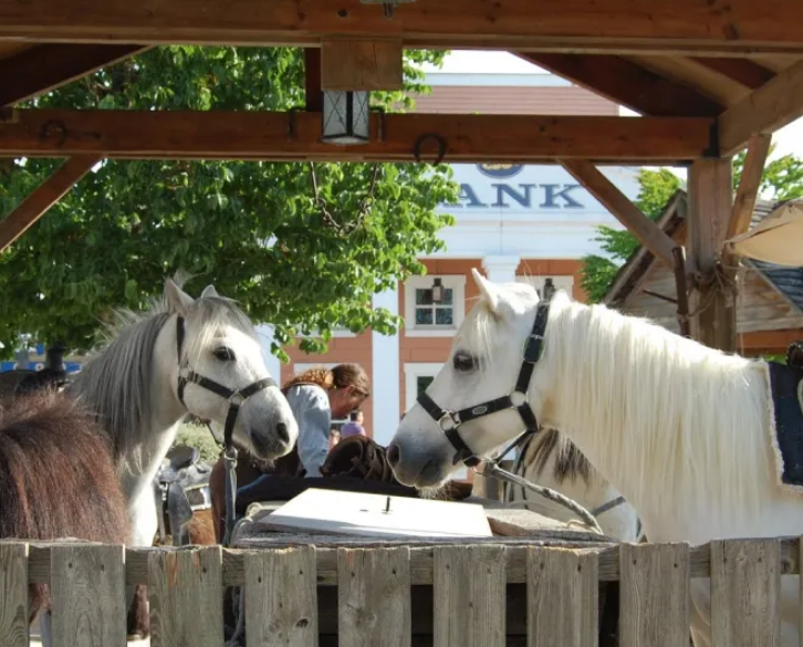 Two horses interact near a wooden fence, with trees and buildings in the background.